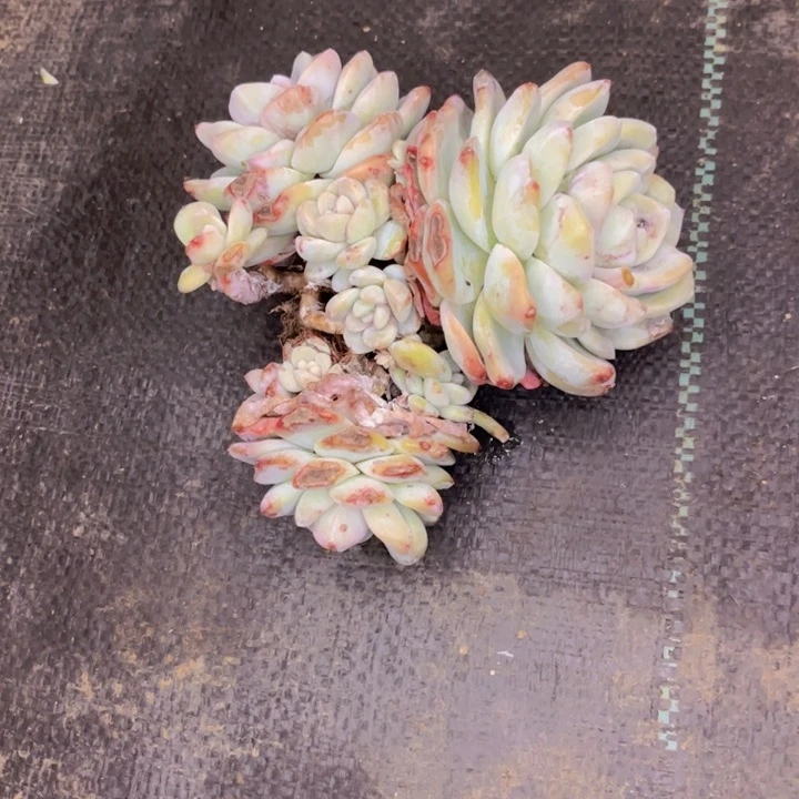 友家多肉一物一拍