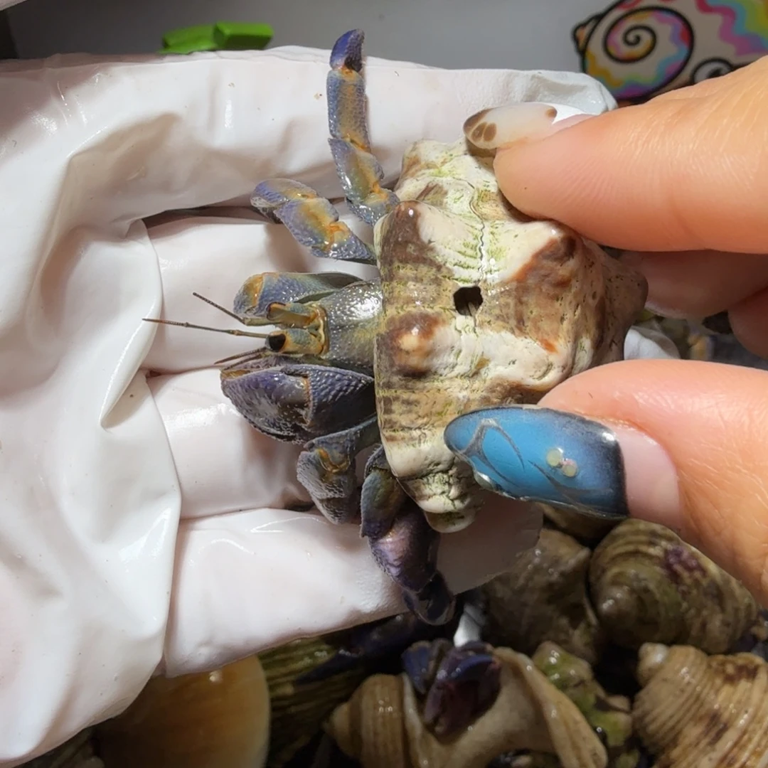 福利2  2.4口异色