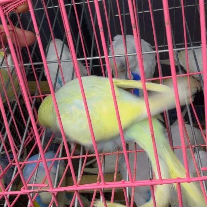 虎皮鹦鹉金彩苹果绿