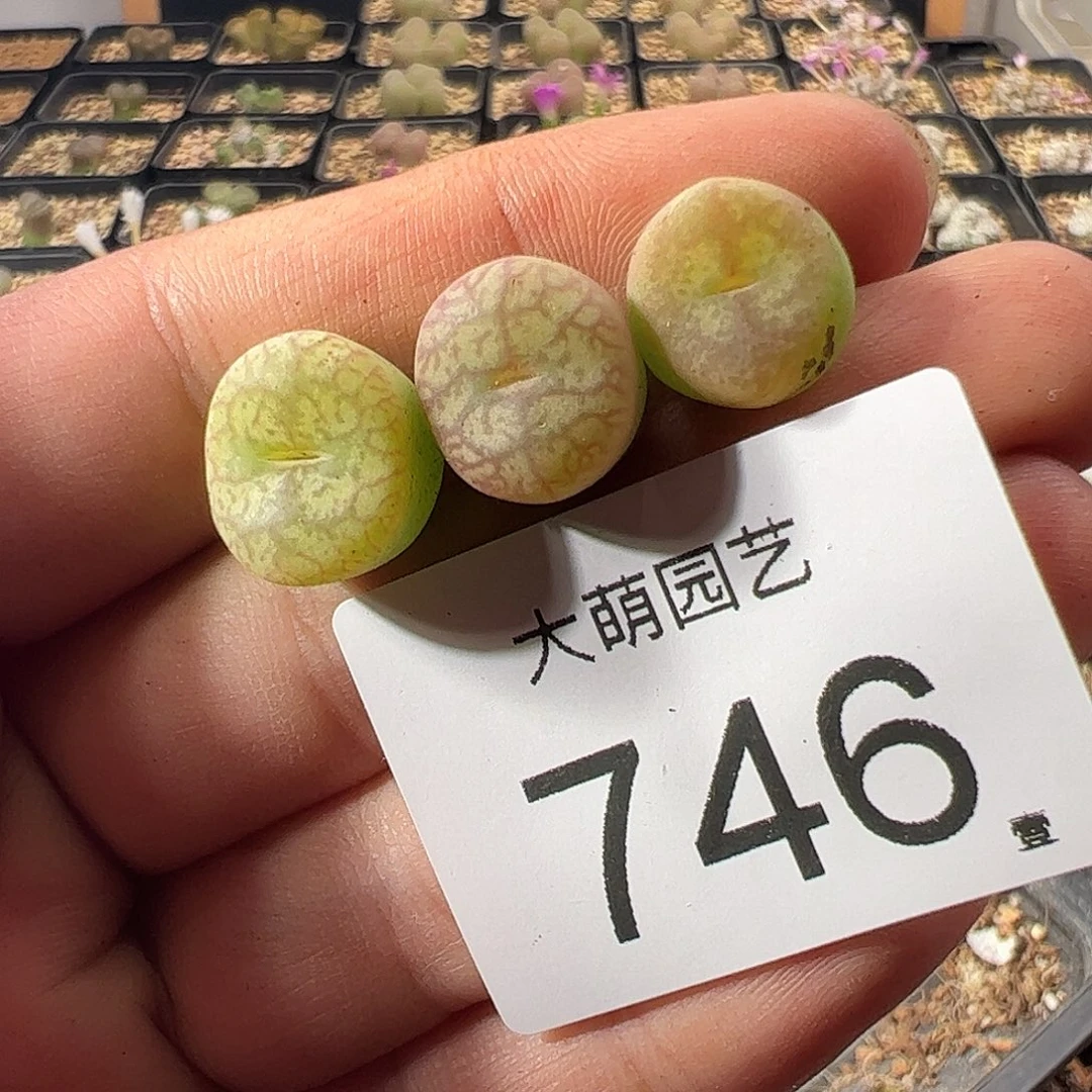 一物一拍。    746