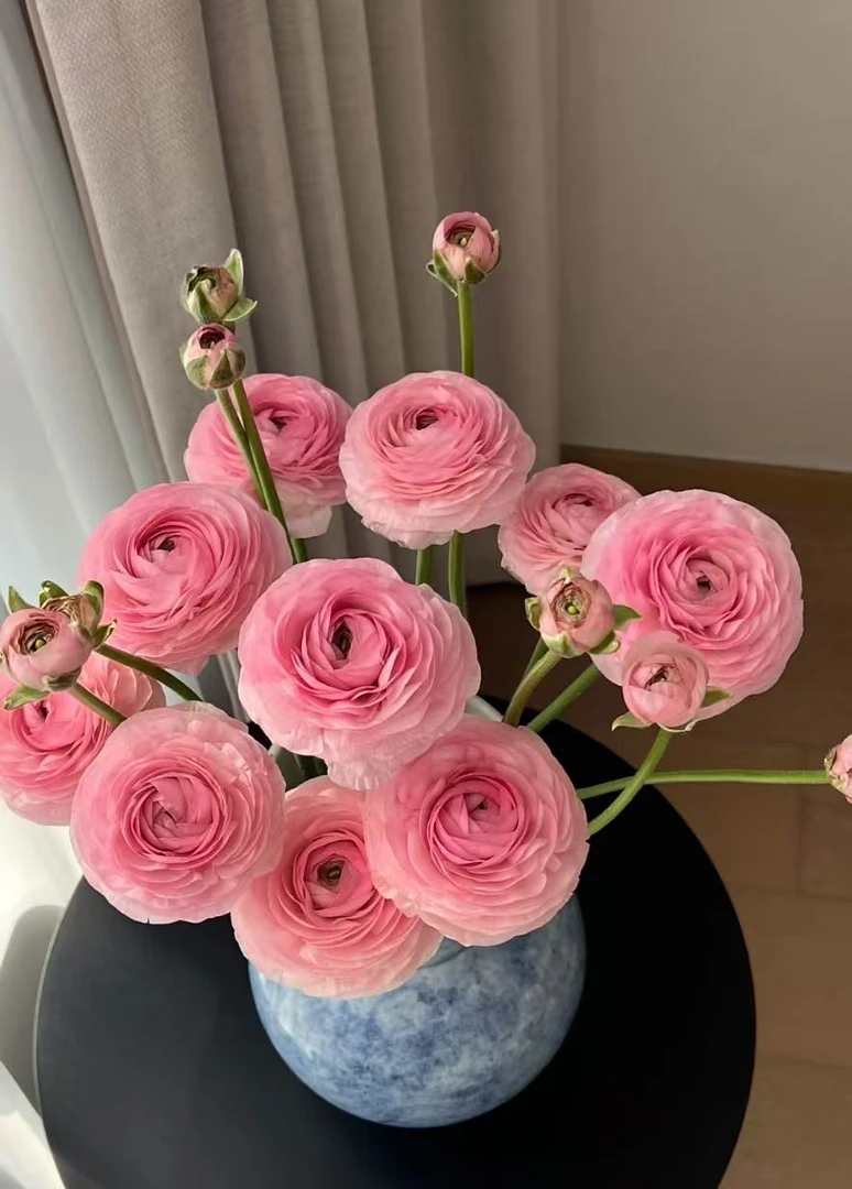 {洋牡丹粉色】顺丰冷链或德邦空运送货上门~云南鲜花批发