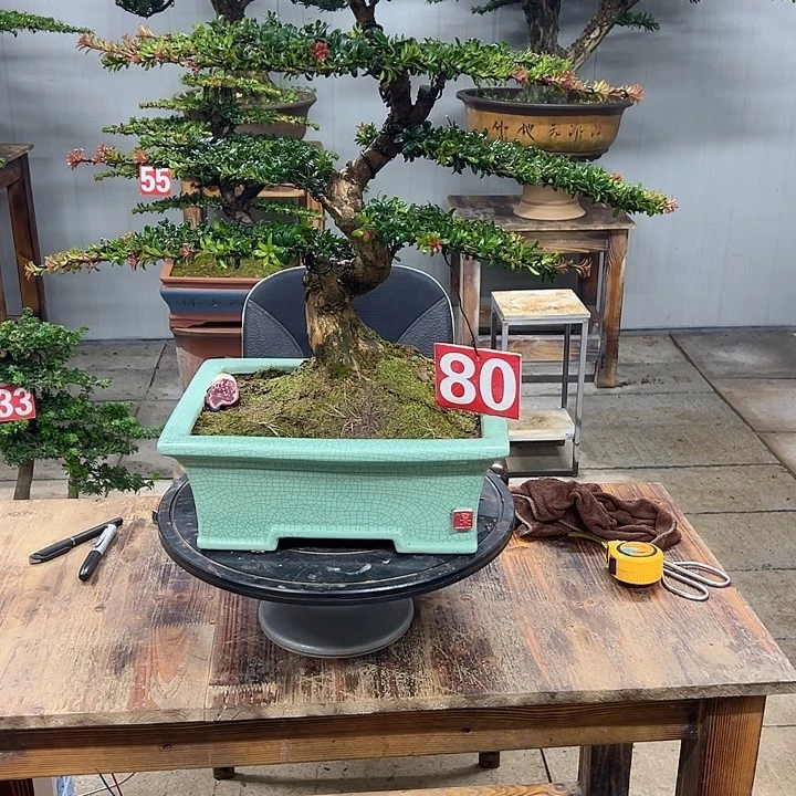 无花朵红芽珍珠罗汉松