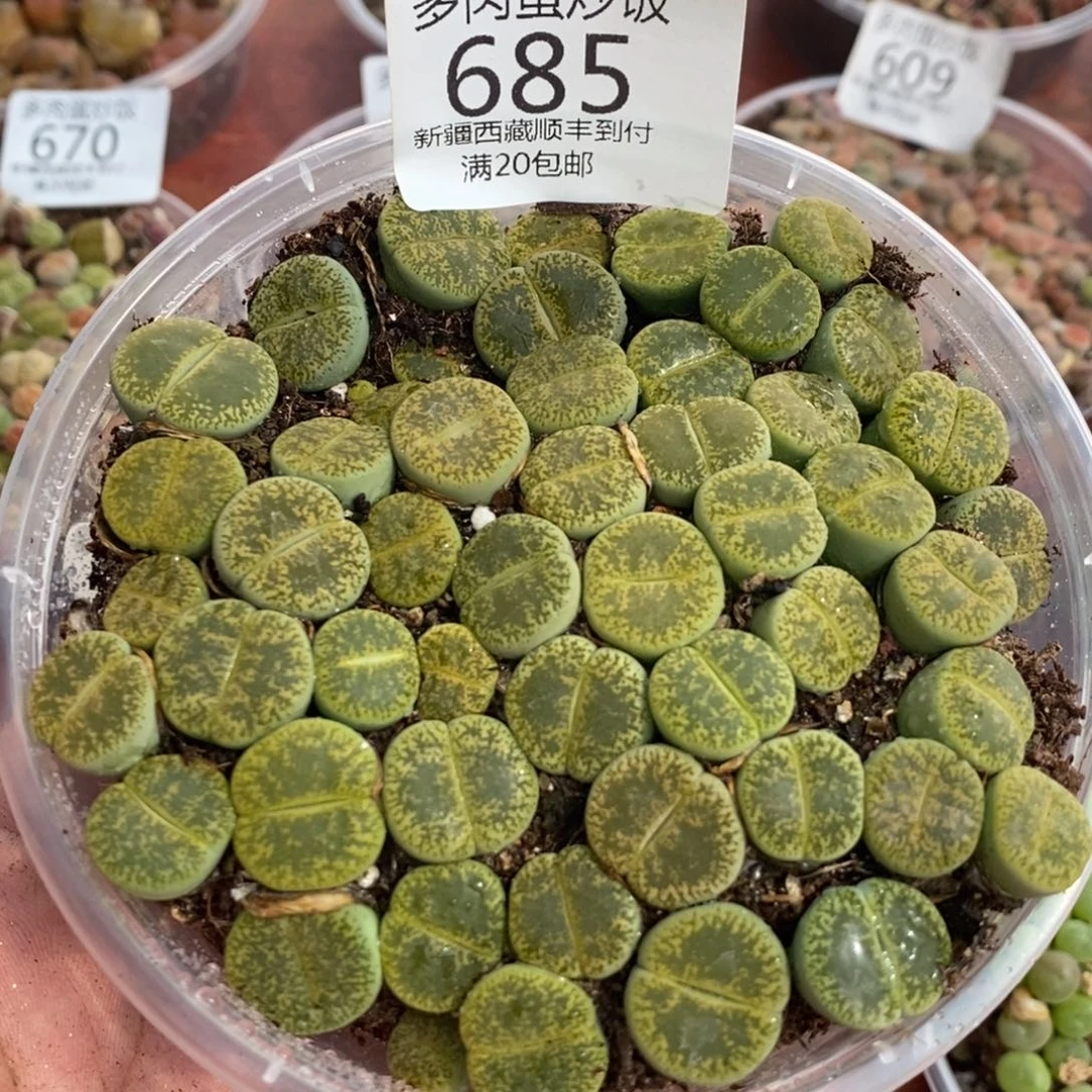 多肉蛋炒饭000685