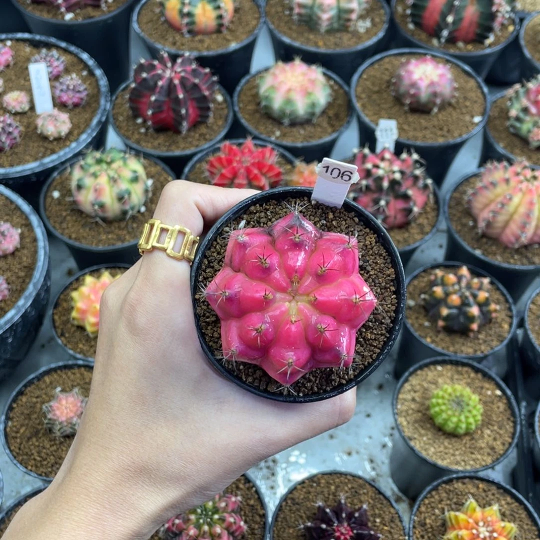 k*米哈福利00000005