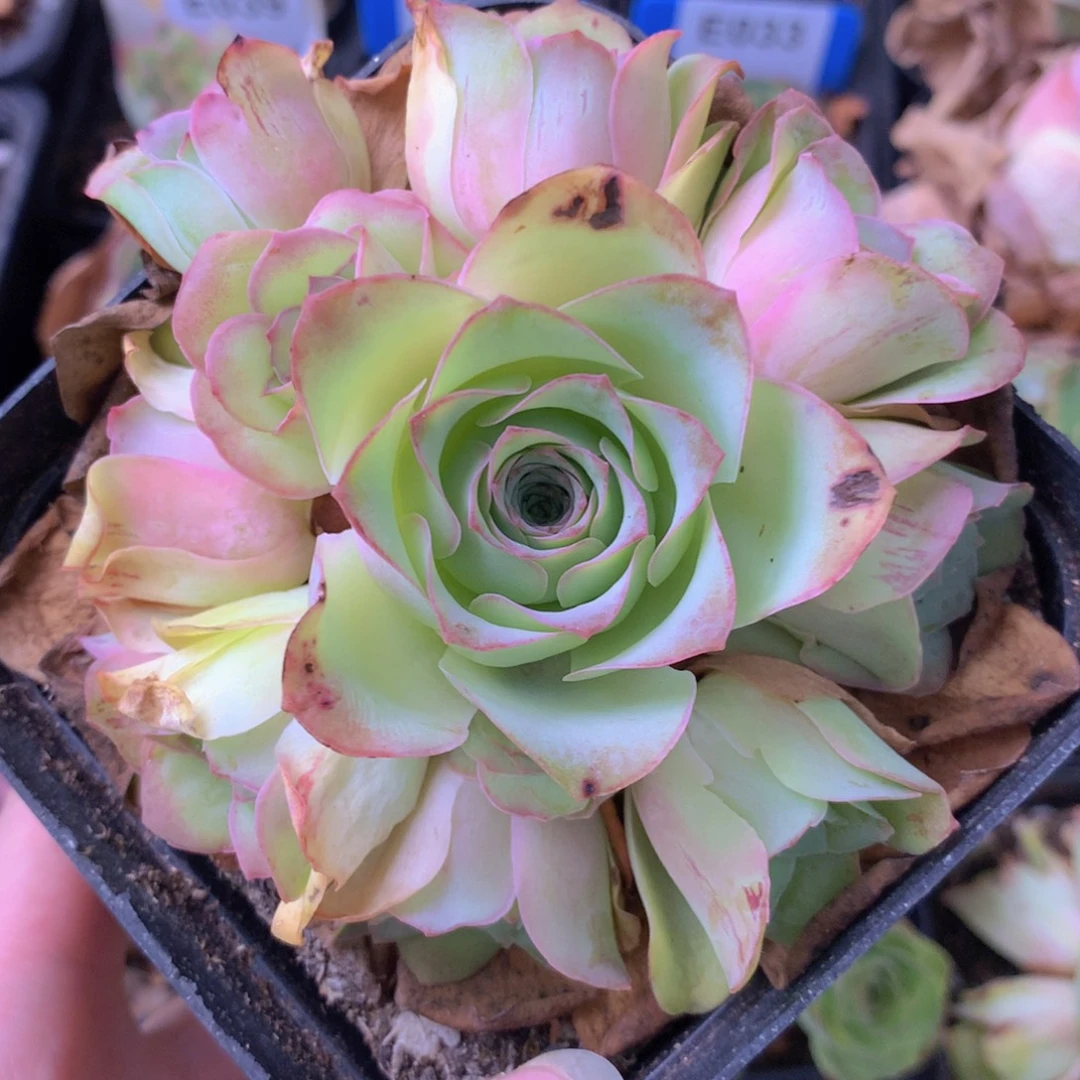 一物一拍红粉佳人008