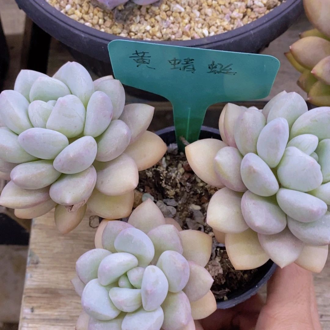 活动专场第一场，5送1