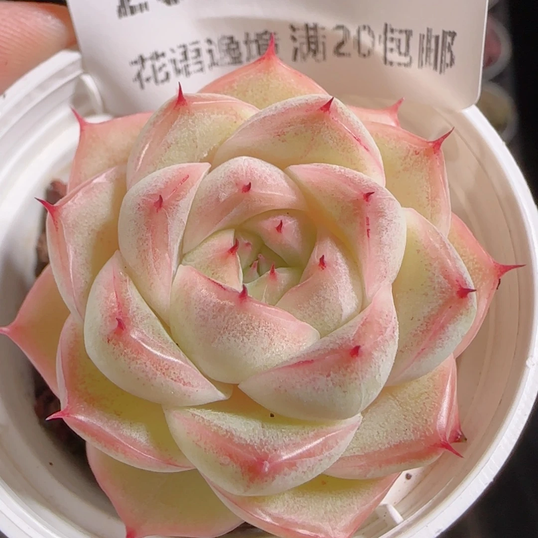 花语多肉1217-280