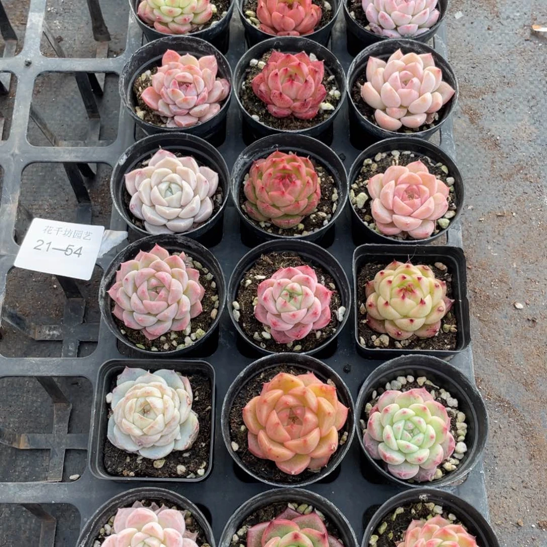 一物一拍18颗21-54