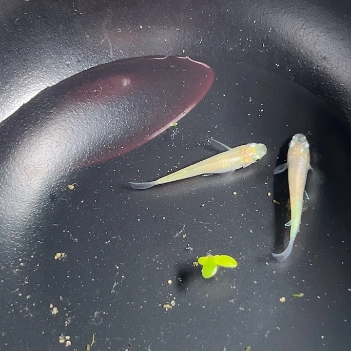 青鳉萤火虫 品相自观 偏远不包邮