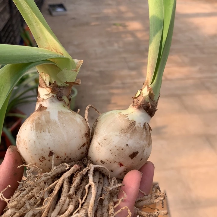 无花朵惊奇铃声5cm+双胞胎