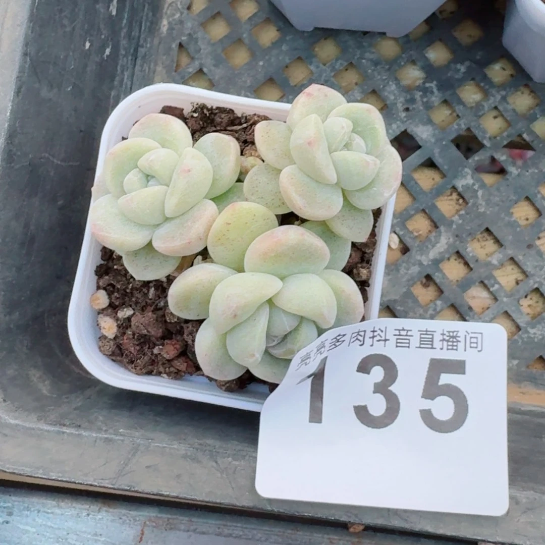 冰玉群生整装无砍多头