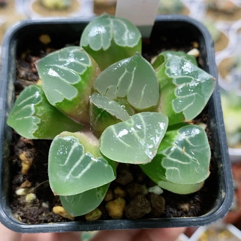 【闪购商品】151实生寿