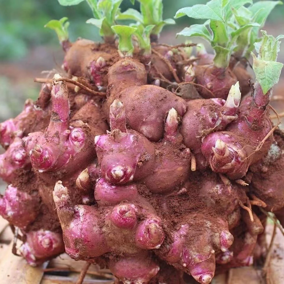 雪莲果芽苗云南天山雪莲果种苗株高产黄心雪莲果苗种球活苗秧好种