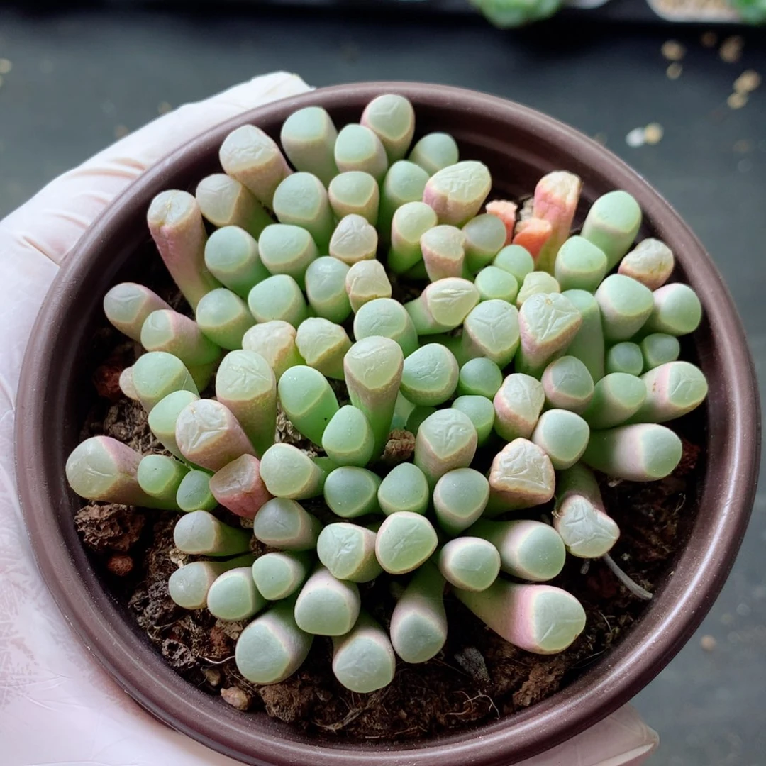 58包邮  群生不包整 104