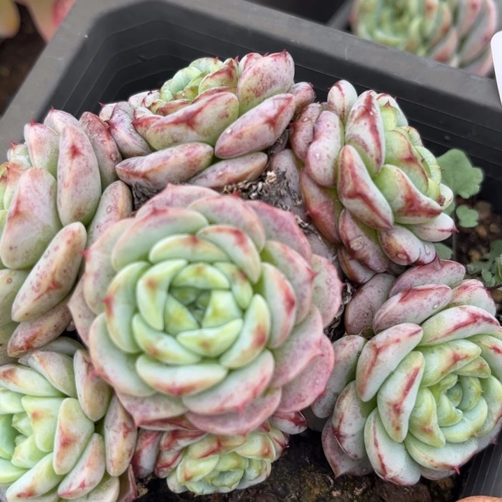 天鹅绒2333多肉植物