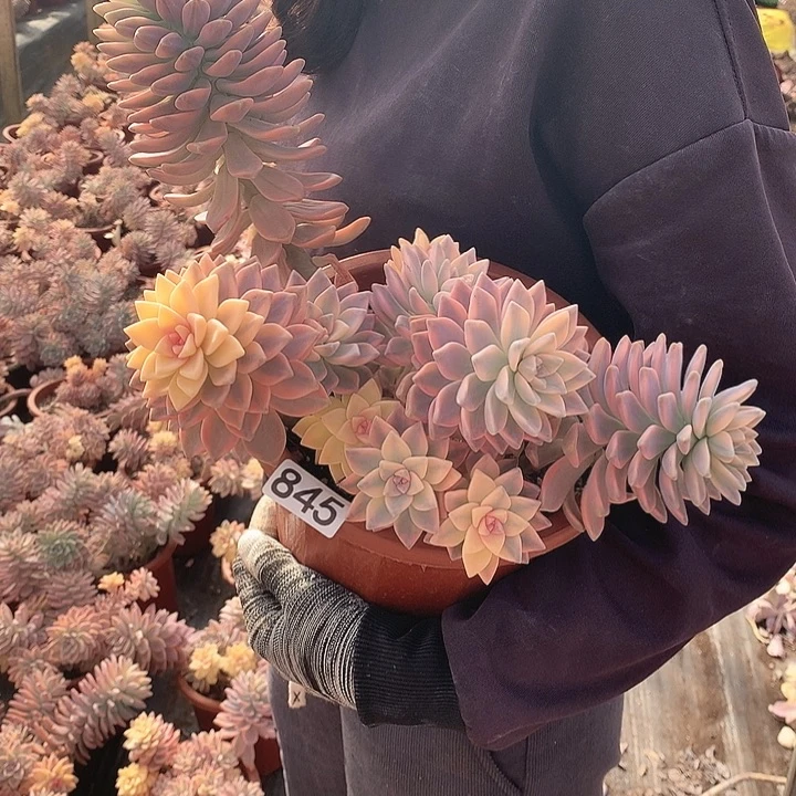 845 淡雪锦 一物一拍