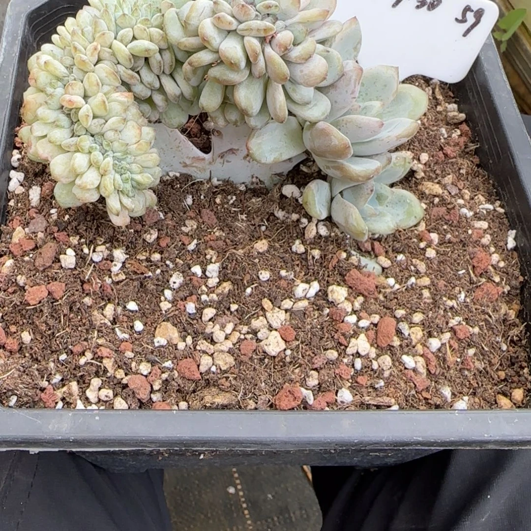 ****肉一物一拍星星雪缀59