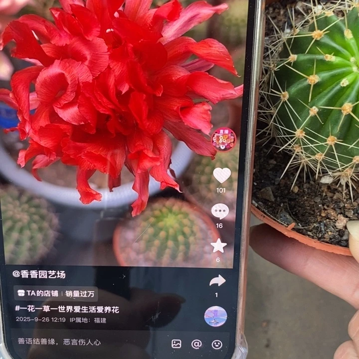 香香红卷带根4.5-5公分左右