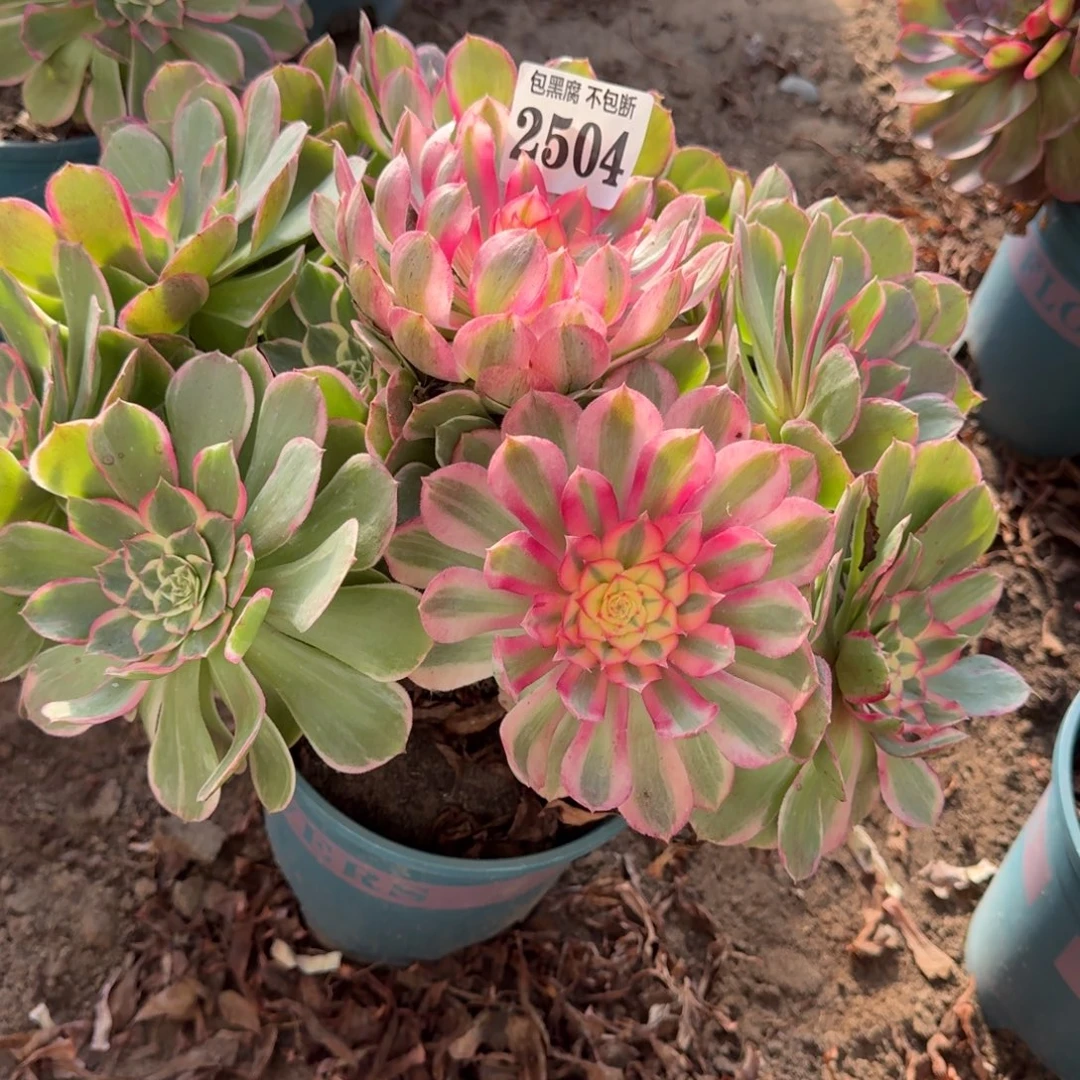 18-16法师丘比特有断2504