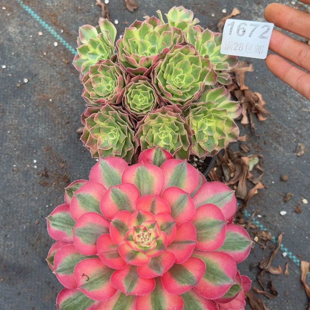 多肉植物1672两颗得