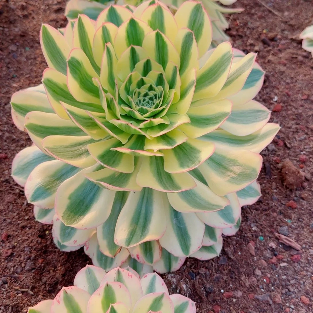 C**猫绿珀脱土土球发货