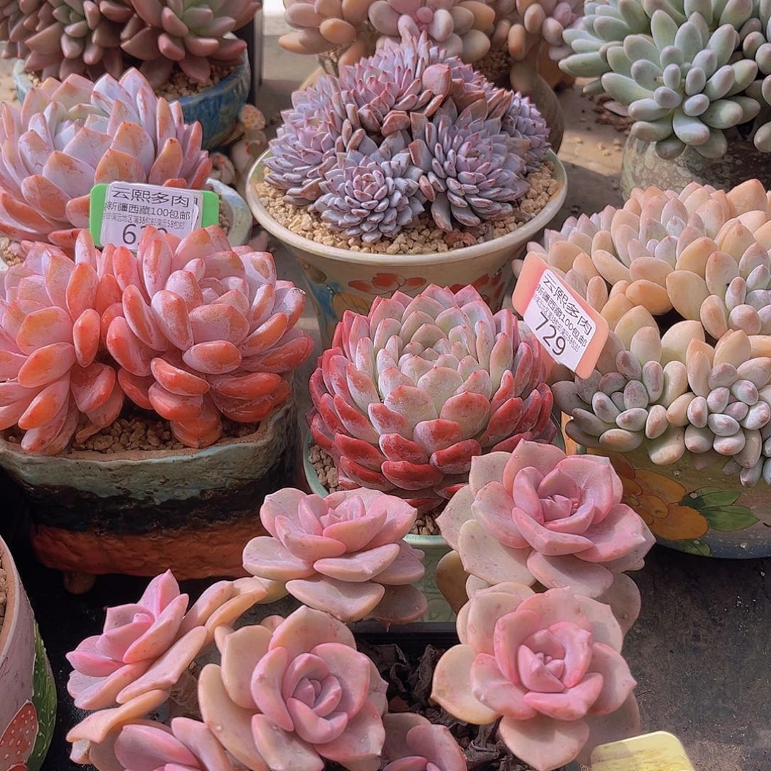 735彩虹糖多肉植物