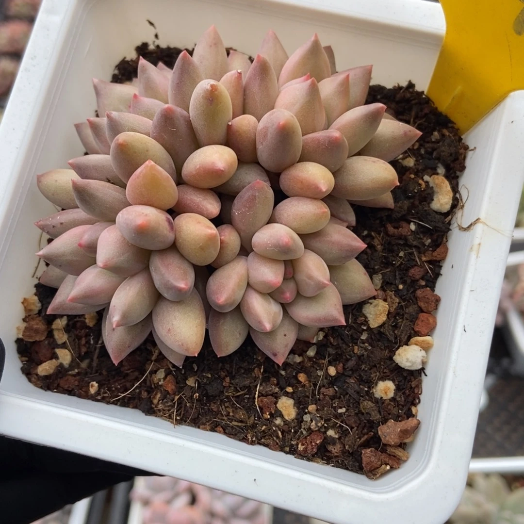 940水晶球多肉植物