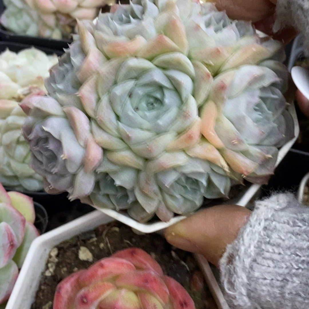 精品多肉一物一拍不包整482