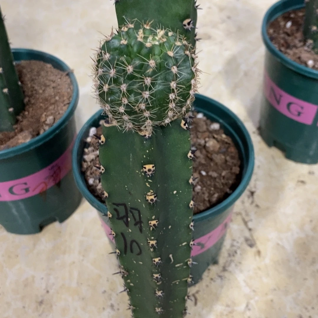 新品彩草凤羽10号绣谱母本