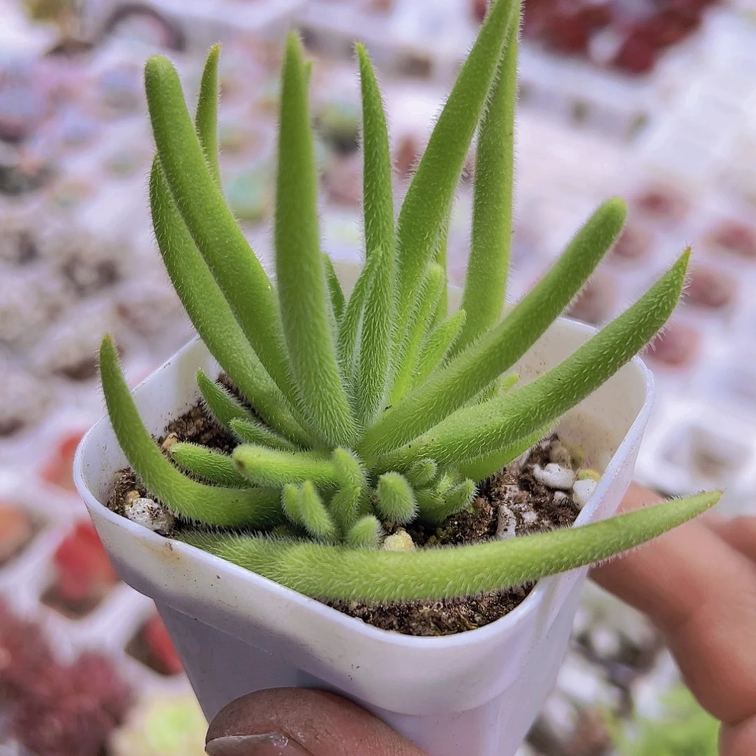 银狐19包邮多肉植物
