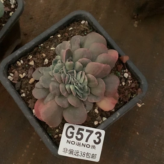 星空玫瑰缀化573 全场默认微瑕7-8天发货