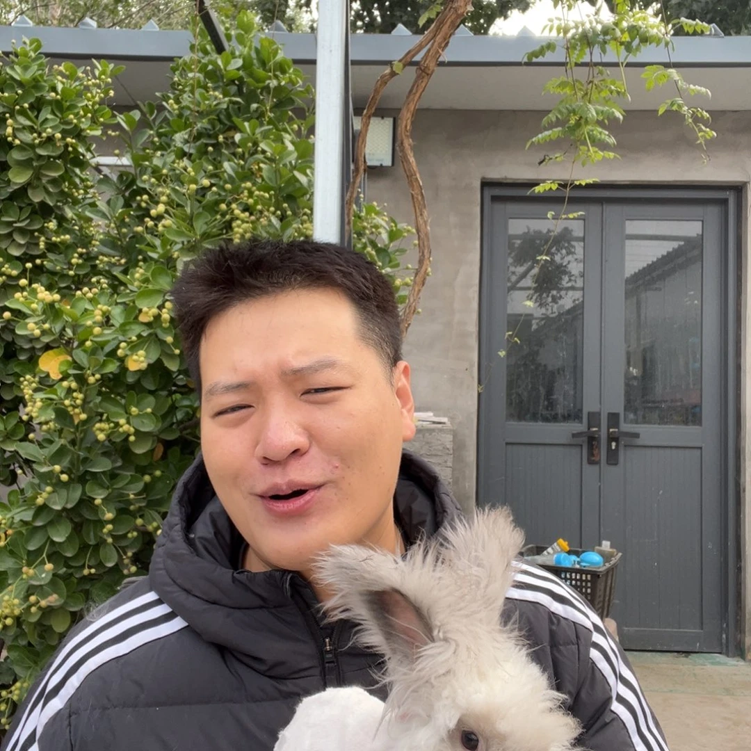 双血统英系安哥拉兔