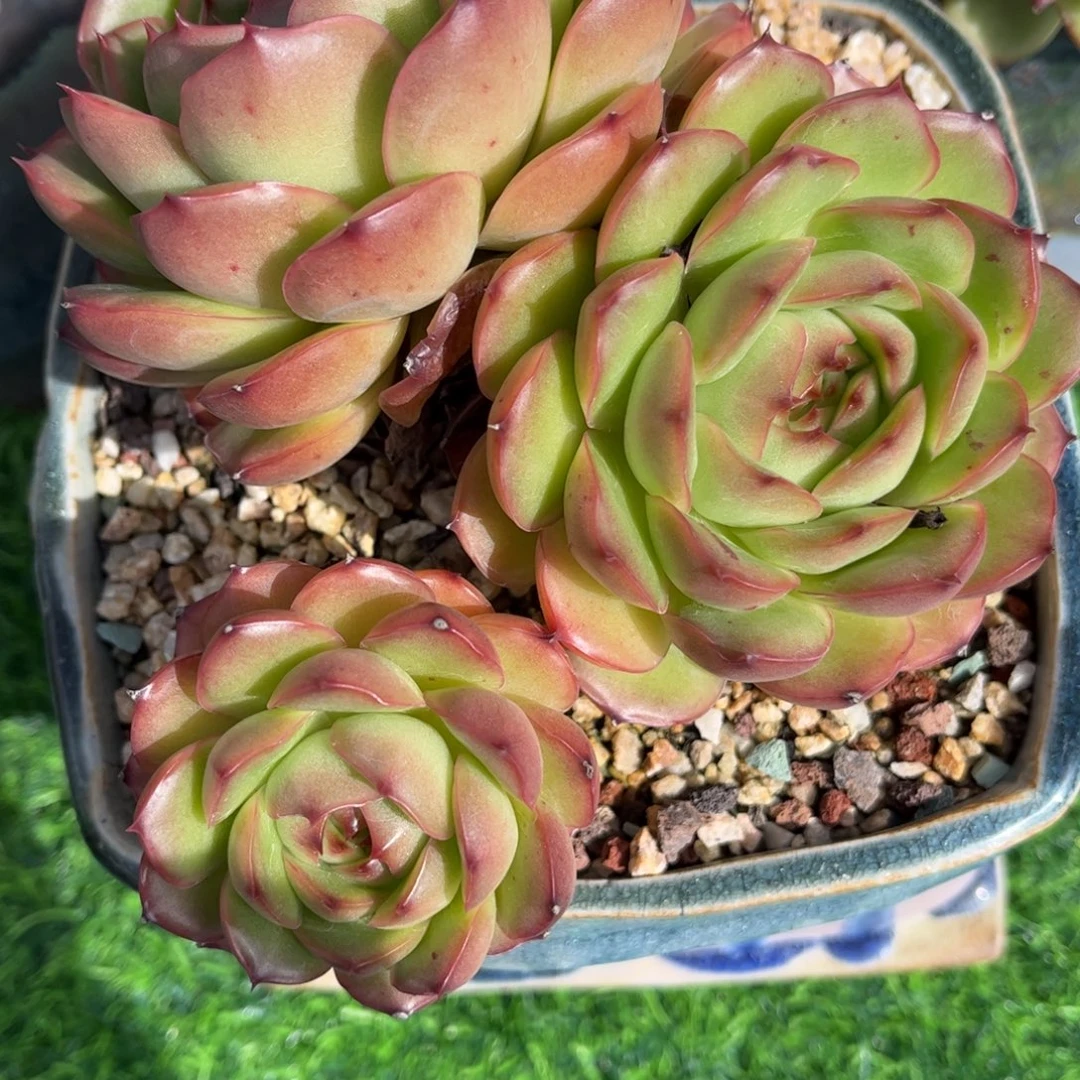 *****多肉植物3163不带盆