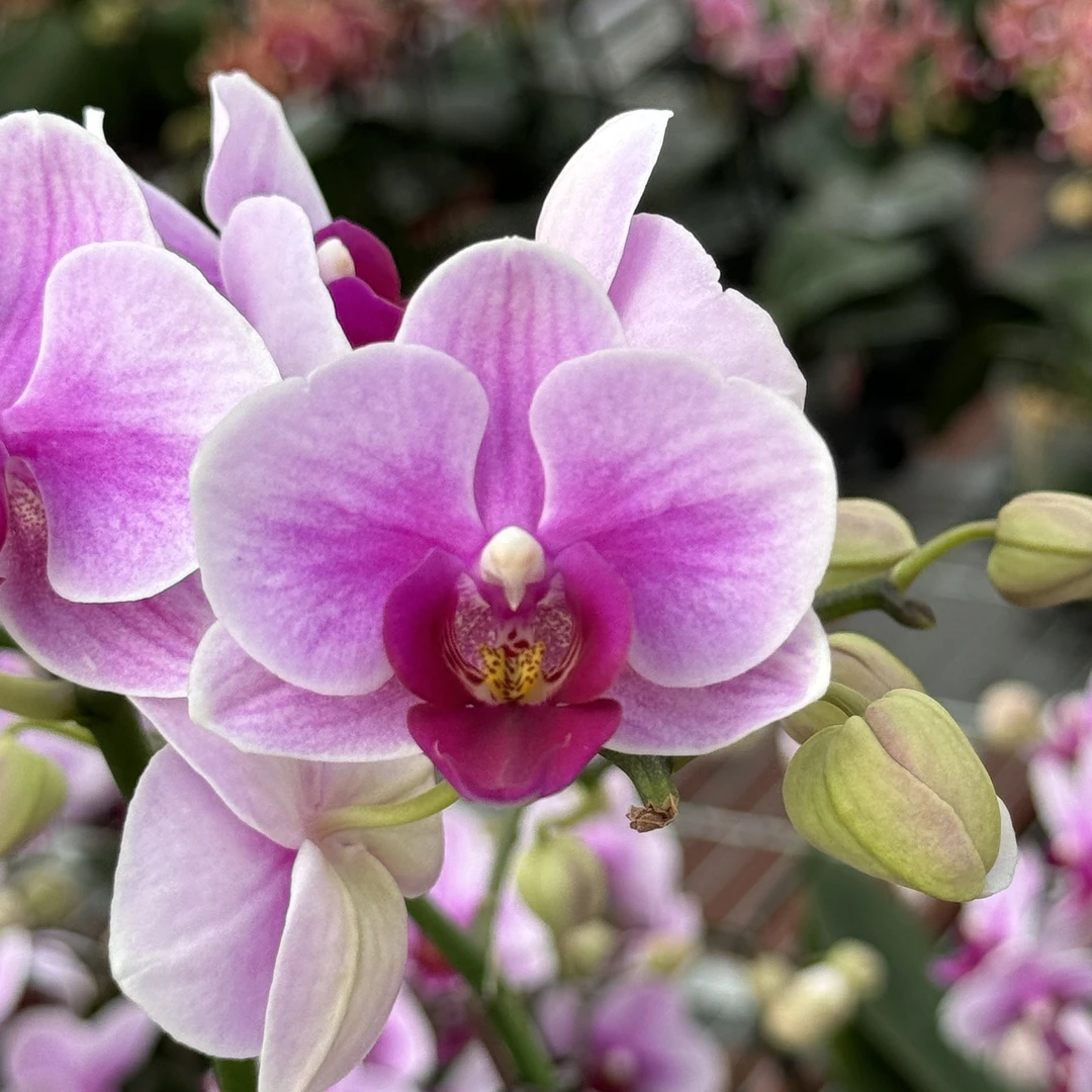 蝴蝶兰【宝贝】B级开花株发货