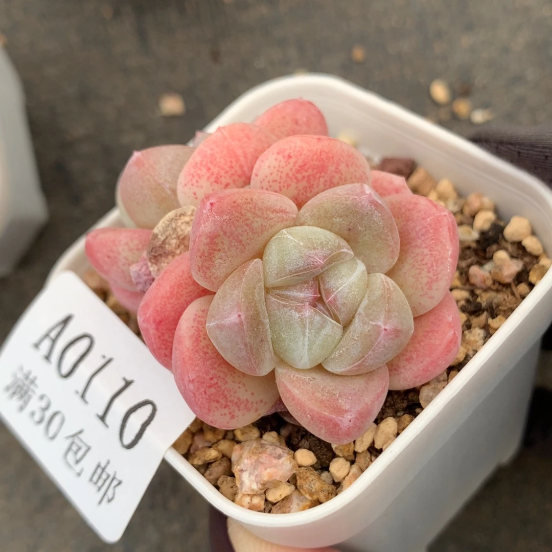110。5cm粉糖心冰玉双头。