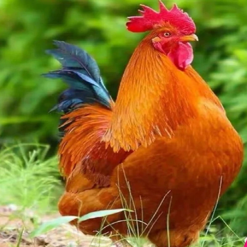 散养溜达鸡土公鸡红毛公鸡现杀现发京东包邮发货净重6斤走地鸡21