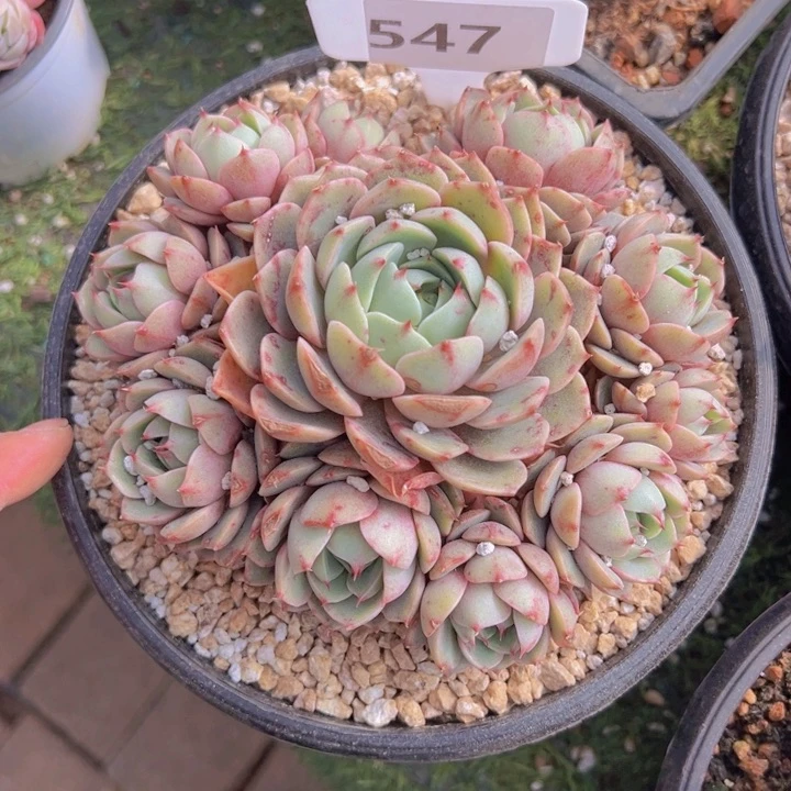 健健康康平平安安