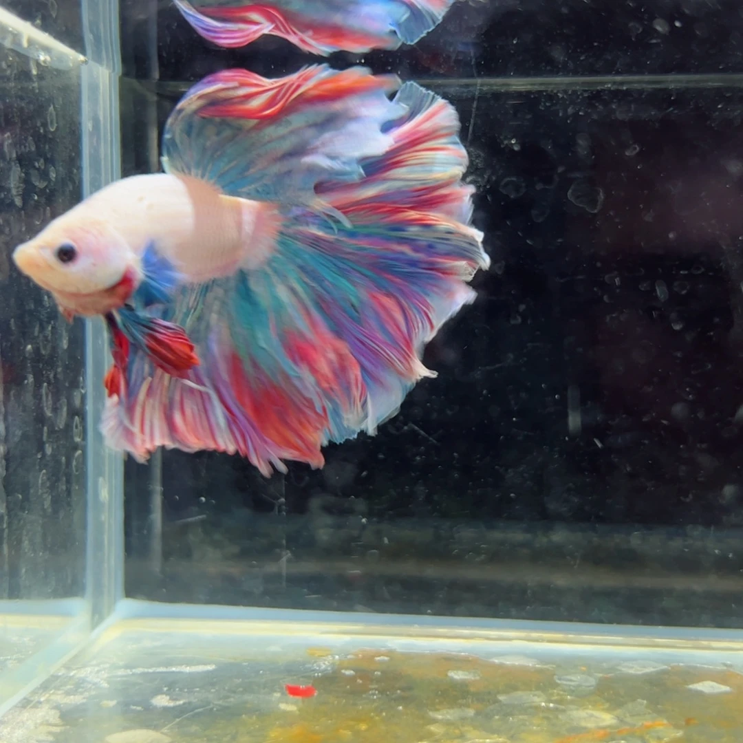 斗鱼浅色特殊尾hhhh