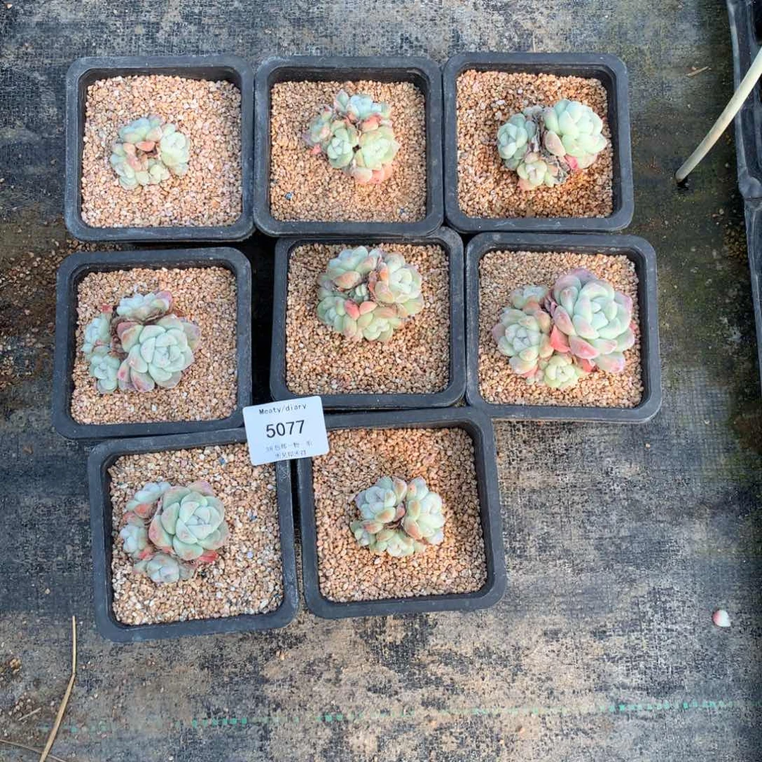 檀****T特5077冰玉4头8颗一组脱土发4到6厘米