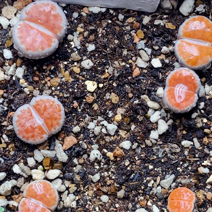 414大窗朱玄玉带盆