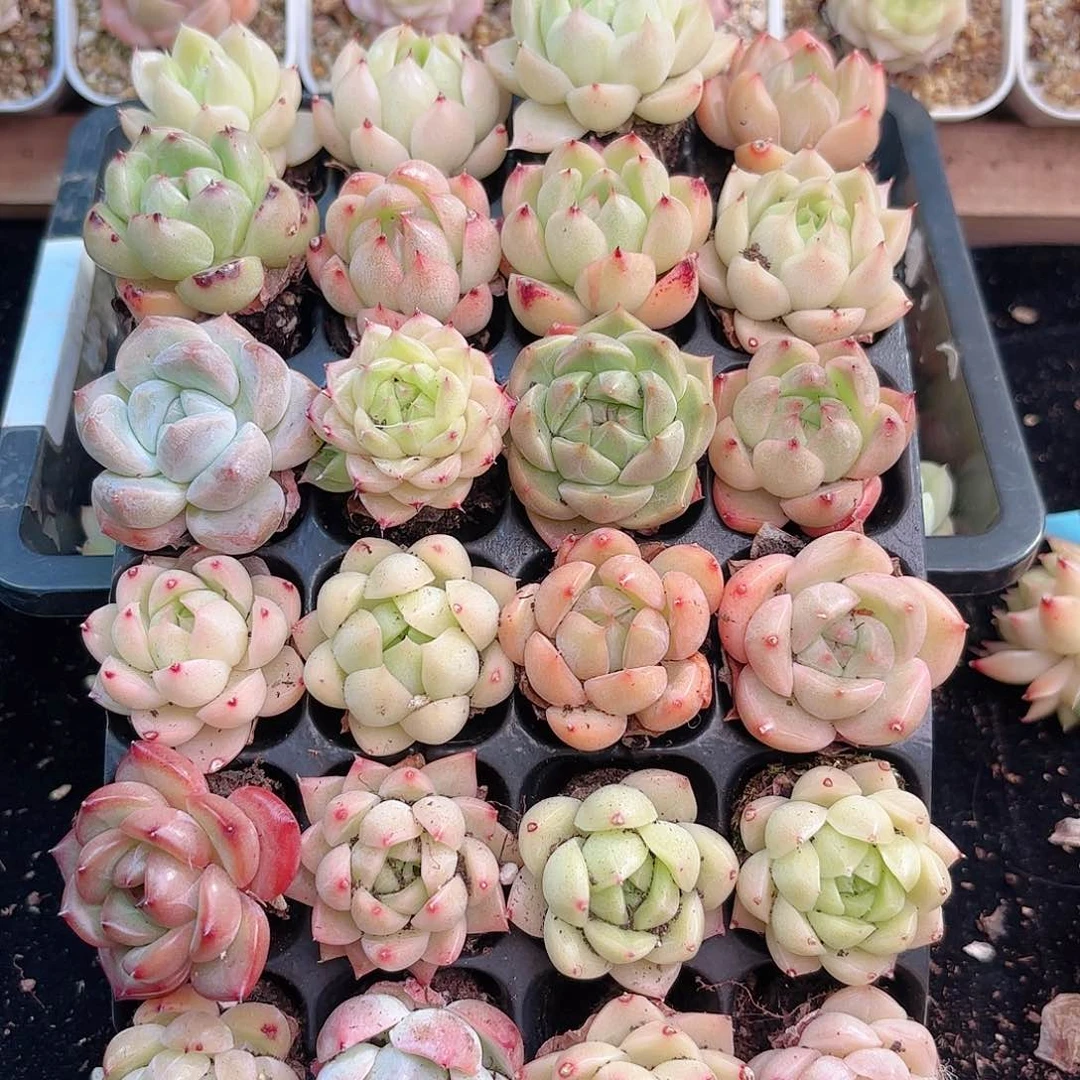 如图品质20颗 新疆西藏内蒙不发货