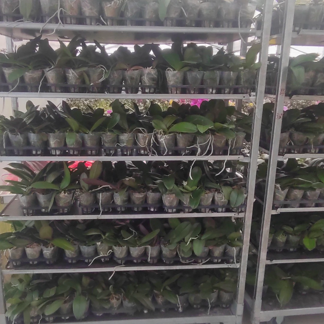 5颗花后苗叶损苗带花剑，无售后，介意勿拍