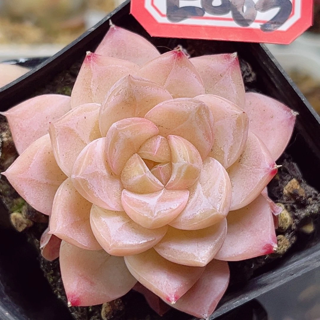 E863一物一拍 钟情