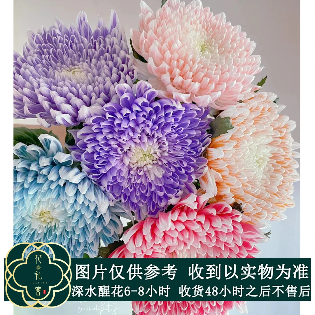七叶花坊# 【吸色小菊】鲜花优选 顺丰直发