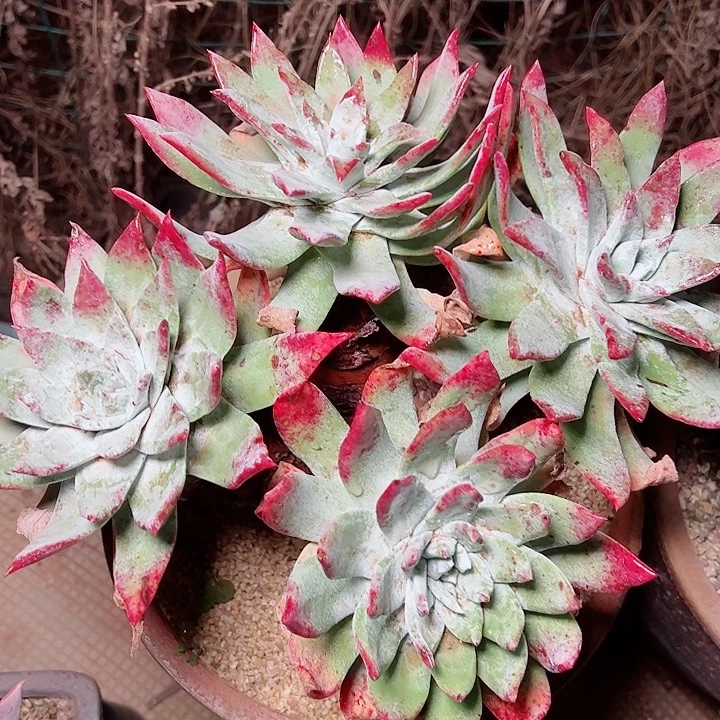 9013宽脸萨利纳仙女杯多肉