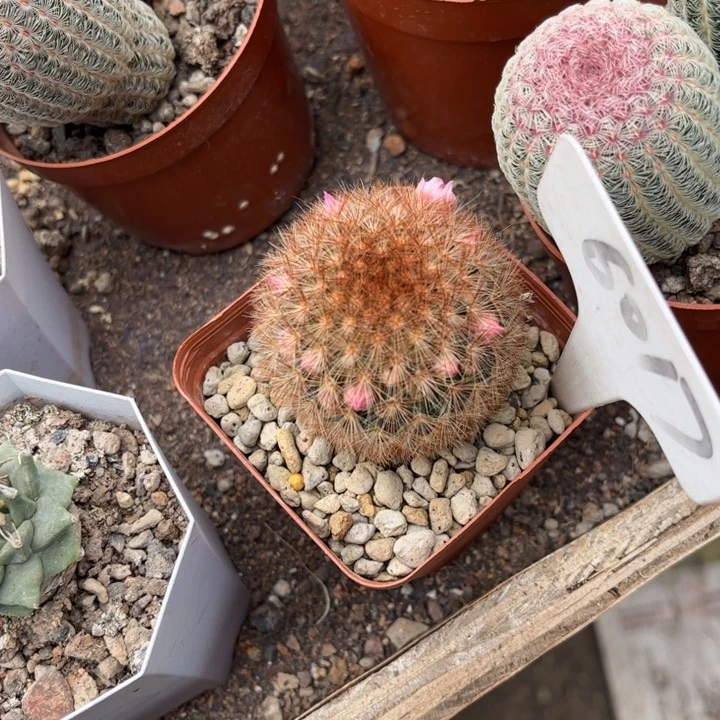 孙*6017实生嘉文好养皮实