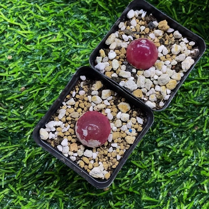 一对灯泡哦哦哦哦哦哦