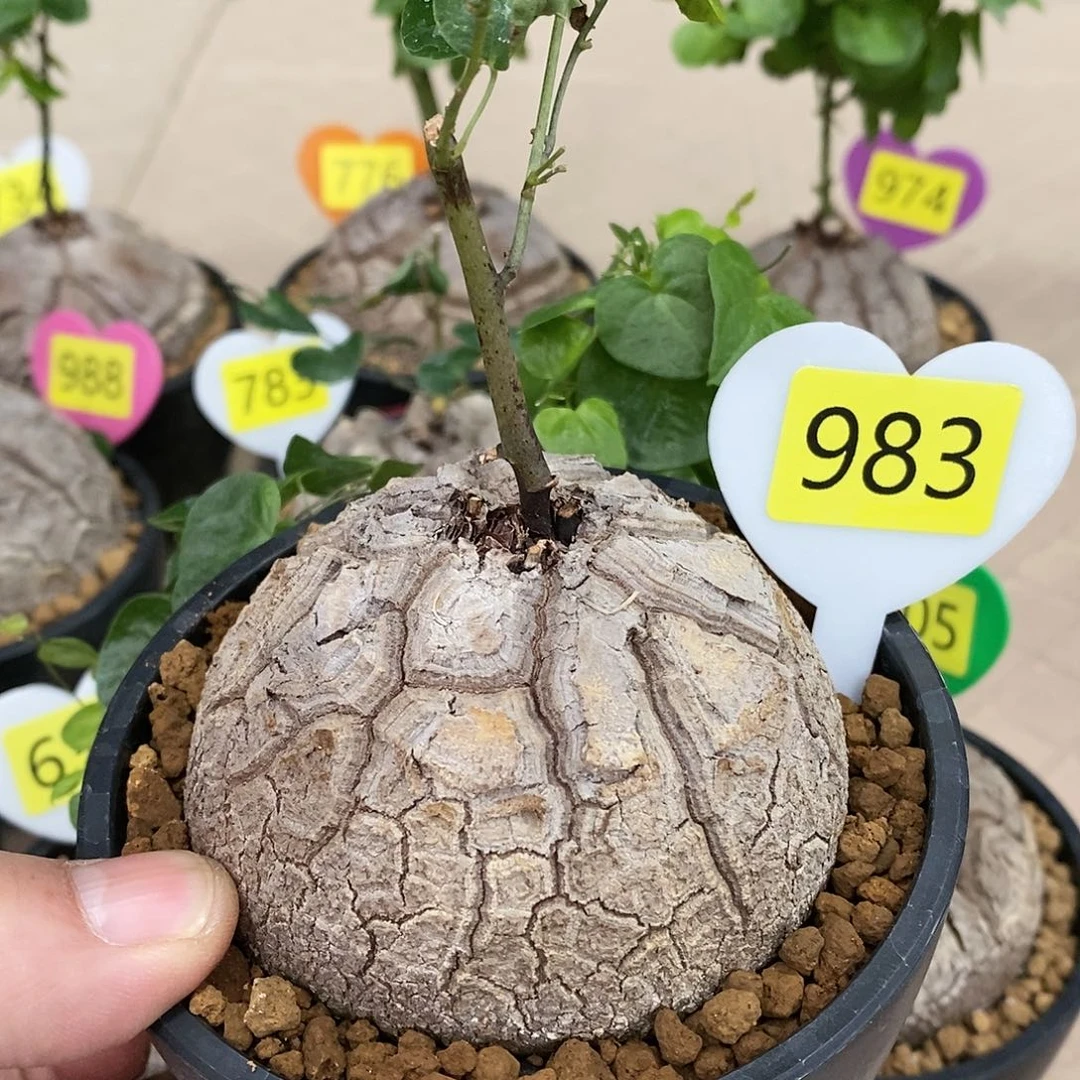 南非龟甲龙龟甲龙