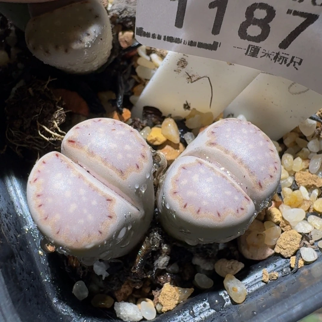 ？***zzzz生石花肉锥1187