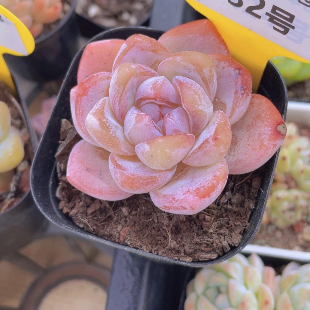 932号 糖心大白兔单头一个